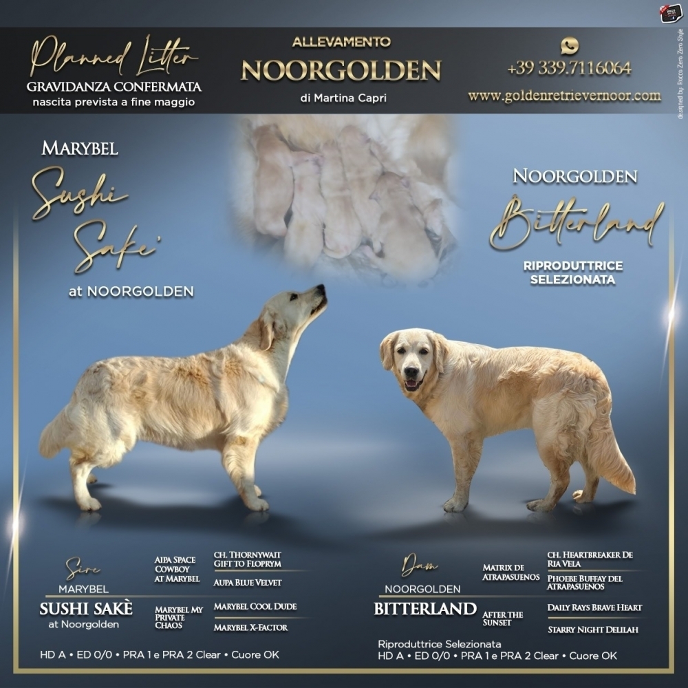 Cuccioli disponibili - ALLEVAMENTO NOORGOLDEN 